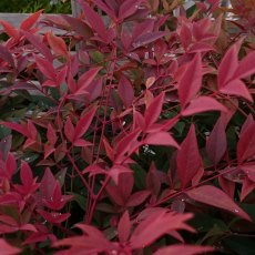 Nandina domestica 'Obsessed' 2L Nandina domestica 'Obsessed' 2L
