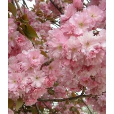 Prunus 'Kanzan' 60cm STD 3L Prunus 'Kanzan' 60cm STD 3L