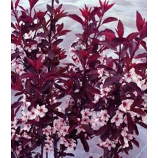 Prunus x cistena 60cm STD 3L Prunus x cistena 60cm STD 3L