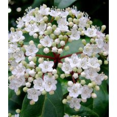 Viburnum tinus 4L Viburnum tinus 4L