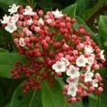 Viburnum tinus 'Eve Price' 4L Viburnum tinus 'Eve Price' 4L