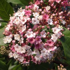 Viburnum tinus 'Spirit' 4L Viburnum tinus 'Spirit' 4L