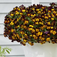 TRAILING PANSY Cool Wave 'Fire'   4pk TRAILING PANSY Cool Wave 'Fire'   4pk