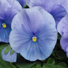 AUTUMN PACK Pansy Matrix 'Azure'   6pk AUTUMN PACK Pansy Matrix 'Azure'   6pk