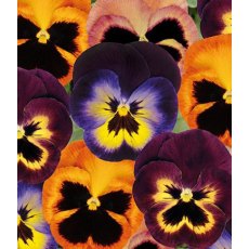 AUTUMN PACK Pansy Matrix 'Northern Lights Mix'   6pk AUTUMN PACK Pansy Matrix 'Northern Lights Mix'   6pk