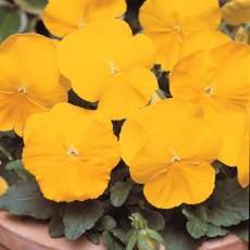 AUTUMN PACK Pansy Matrix 'Pure Yellow'   6pk AUTUMN PACK Pansy Matrix 'Pure Yellow'   6pk