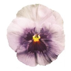 AUTUMN PACK Pansy Matrix 'Pink Shades'   6pk AUTUMN PACK Pansy Matrix 'Pink Shades'   6pk