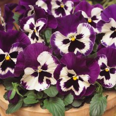 AUTUMN PACK Pansy Matrix 'Purple White'   6pk AUTUMN PACK Pansy Matrix 'Purple White'   6pk