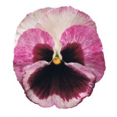AUTUMN PACK Pansy Matrix 'Silhouette Mix'   6pk AUTUMN PACK Pansy Matrix 'Silhouette Mix'   6pk