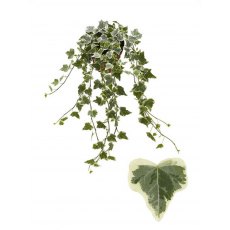 Hedera hel White Wonder 13cm Hedera hel White Wonder 13cm