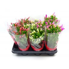 Schlumbergera - Mixed colours  10.5cm Schlumbergera - Mixed colours  10.5cm