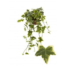 Hedera hel Goldchild 13cm Hedera hel Goldchild 13cm
