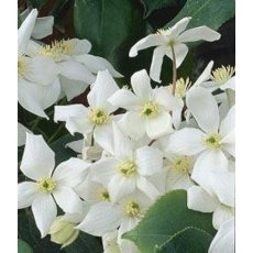 Clematis armandii 'Snowdrift' 2L Clematis armandii 'Snowdrift' 2L