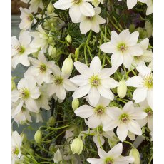 Clematis 'Early Sensation' 2L Clematis 'Early Sensation' 2L