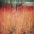 Cornus sanguinea 'Winter Beauty' 3L Cornus sanguinea 'Winter Beauty' 3L