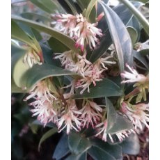 Sarcococca hookeriana humilis   2L Sarcococca hookeriana humilis   2L