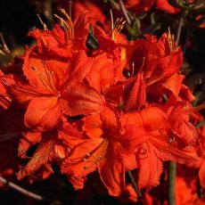 DECIDUOUS AZALEA 'Fireball' 4L DECIDUOUS AZALEA 'Fireball' 4L
