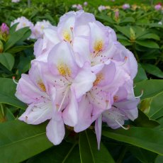HARDY HYBRID RHODODENDRON 'Gomer Waterer' 7.5L HARDY HYBRID RHODODENDRON 'Gomer Waterer' 7.5L
