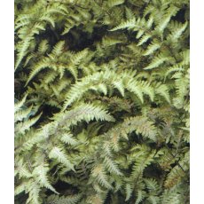 HARDY FERN Athyrium niponicum var. pictum 2L HARDY FERN Athyrium niponicum var. pictum 2L