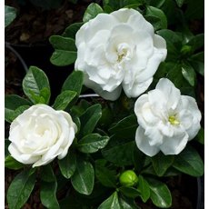 Gardenia jasminoides 'Crown Jewels' 3L Gardenia jasminoides 'Crown Jewels' 3L