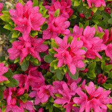 EVERGREEN AZALEA 'Geisha Pink' 2L EVERGREEN AZALEA 'Geisha Pink' 2L