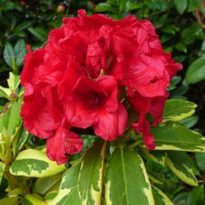 DWARF RHODODENDRON 'Red and Gold' 3L DWARF RHODODENDRON 'Red and Gold' 3L