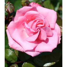 Rose 'Agatha Christie' 4Ldp Rose 'Agatha Christie' 4Ldp