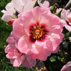 Rose 'Angel Eyes' 3Ldp Rose 'Angel Eyes' 3Ldp