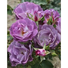 Rose 'Blue for You' 3Ldp Rose 'Blue for You' 3Ldp