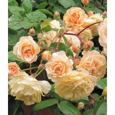 Rose 'Buff Beauty' 4Ldp / 4.5Ldp Rose 'Buff Beauty' 4Ldp / 4.5Ldp