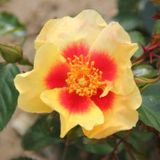 Rose 'Eye of the Tiger' 3Ldp Rose 'Eye of the Tiger' 3Ldp