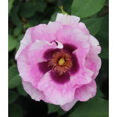 Rose 'Eyes For You' 3Ldp Rose 'Eyes For You' 3Ldp