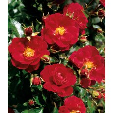 Rose 'Flower Carpet Ruby' 3Ldp Rose 'Flower Carpet Ruby' 3Ldp