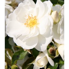 Rose 'Flower Carpet White' 3Ldp Rose 'Flower Carpet White' 3Ldp