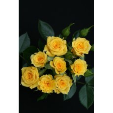 Rose 'Flower Power Gold' 3Ldp Rose 'Flower Power Gold' 3Ldp