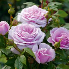 Rose 'Hopes And Dreams' 3Ldp Rose 'Hopes And Dreams' 3Ldp