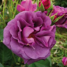 Rose 'Minerva' 3Ldp Rose 'Minerva' 3Ldp