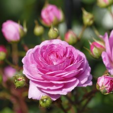 Rose 'Ozeana' 4Ldp Rose 'Ozeana' 4Ldp