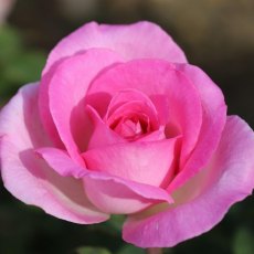 Rose 'Pink Perfection' 3Ldp Rose 'Pink Perfection' 3Ldp
