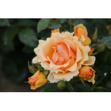 Rose 'Queen Bee' 3Ldp Rose 'Queen Bee' 3Ldp