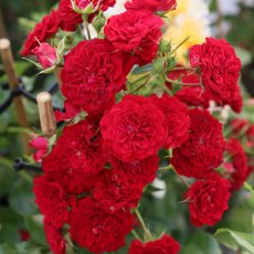 Rose 'Siluetta Crimson' 4Ldp Rose 'Siluetta Crimson' 4Ldp