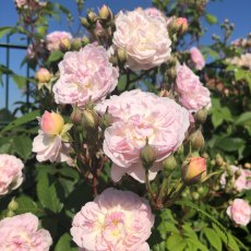 Rose 'Siluetta Romantic' 4Ldp Rose 'Siluetta Romantic' 4Ldp