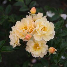 Rose 'Siluetta Sunny' 4Ldp Rose 'Siluetta Sunny' 4Ldp