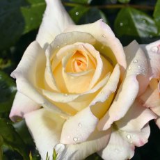 Rose 'Special Day' 3Ldp Rose 'Special Day' 3Ldp