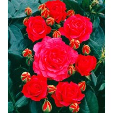 Rose 'Starlight Express' 4Ldp Rose 'Starlight Express' 4Ldp