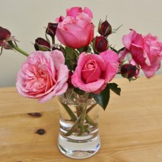 Rose 'Timeless Pink' 3Ldp / 4Ldp Rose 'Timeless Pink' 3Ldp / 4Ldp