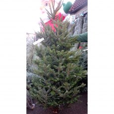 CHRISTMAS TREE FRASER FIR - 7-8ft (CUT) CHRISTMAS TREE FRASER FIR - 7-8ft (CUT)