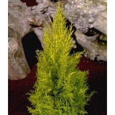 Cupressus macrocarpa 'Wilma'  2L Cupressus macrocarpa 'Wilma'  2L