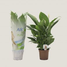 Spathiphyllum Vivaldi 'Air so pure' 17 cm Spathiphyllum Vivaldi 'Air so pure' 17 cm