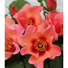 Rose 'For Your Eyes Only' 3Ldp Rose 'For Your Eyes Only' 3Ldp